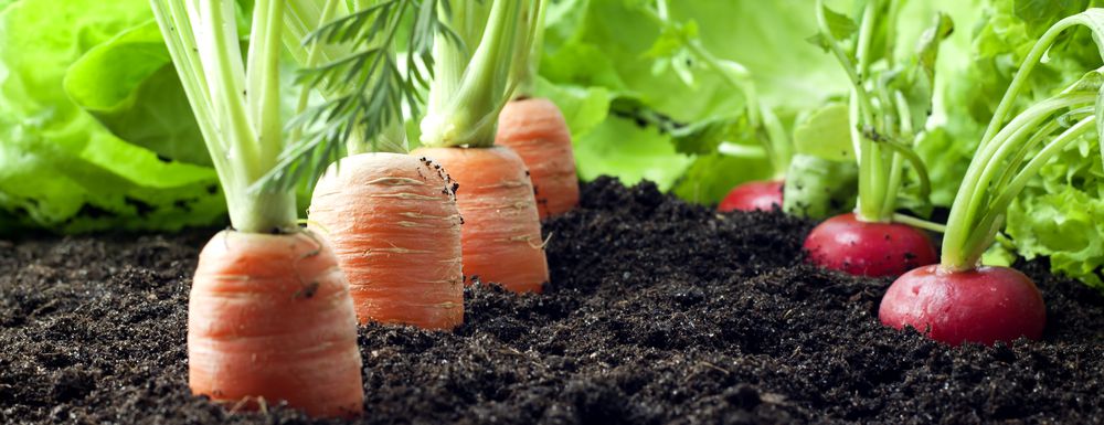 Vegetable Garden Compost Application